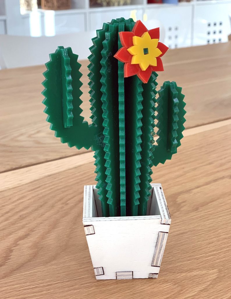 Everlasting Cactus